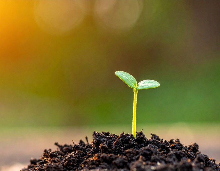 Tiny green seedling sprouting from dark soil