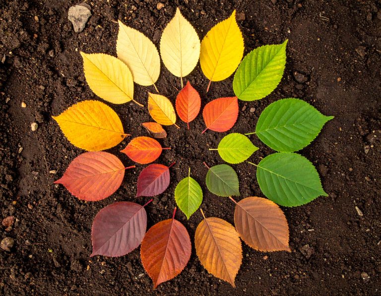 Circular mandala of autumn leaves in rainbow colors